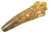 Fossil Spinosaurus Tooth - Real Dinosaur Tooth #343579-1